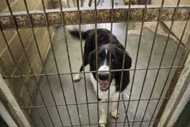 Üzgün terk edilmiş köpekler