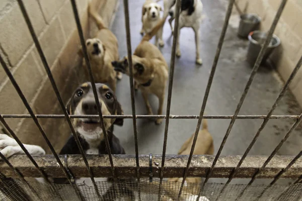 Triste cães abandonados — Fotografia de Stock