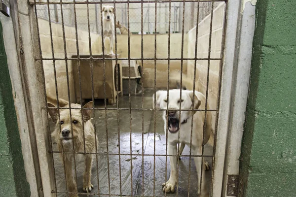 Tristi cani abbandonati — Foto Stock