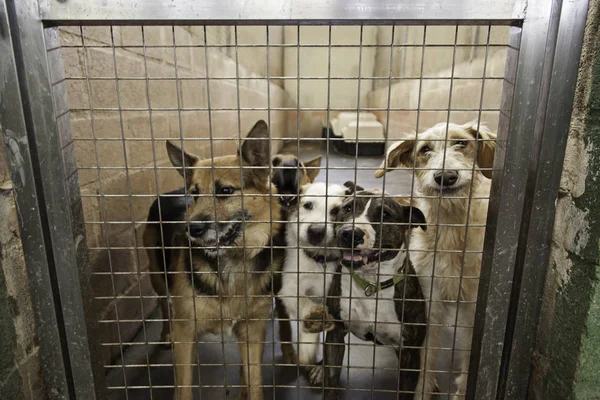 Üzgün terk edilmiş köpekler — Stok fotoğraf