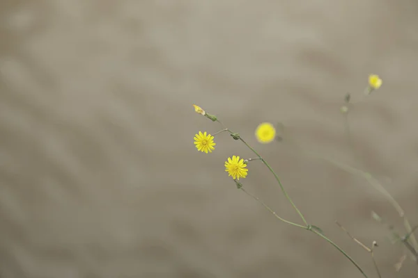 Strauß gelbe Gänseblümchen — Stockfoto