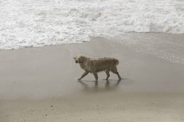 köpek sahilde