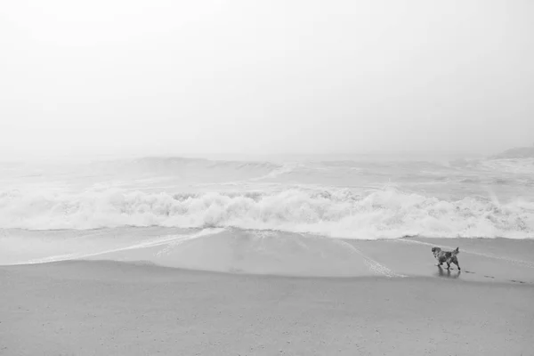 Hund am Strand — Stockfoto