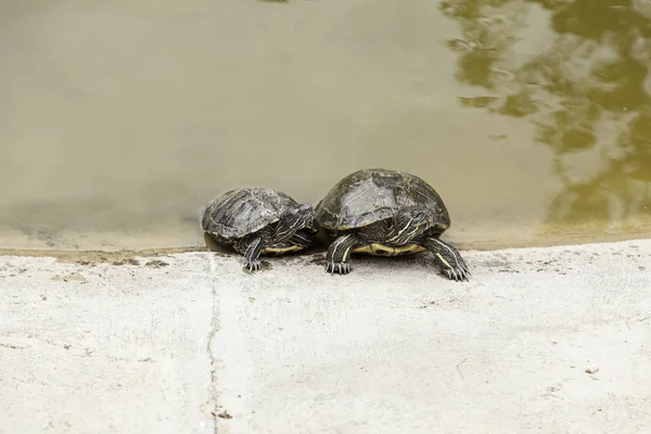 Kleine schildpadden water — Stockfoto