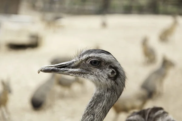 Avestruz no zoológico — Fotografia de Stock