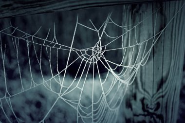 Buz ile örümcek ağı