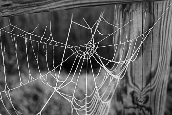 Teia de aranha com gelo — Fotografia de Stock