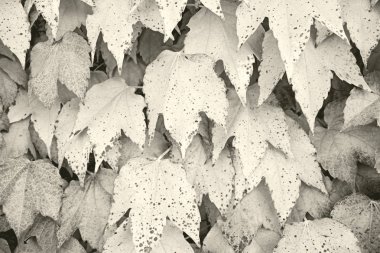 yaprakları doğa temizleyin