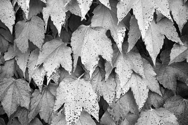 yaprakları doğa temizleyin