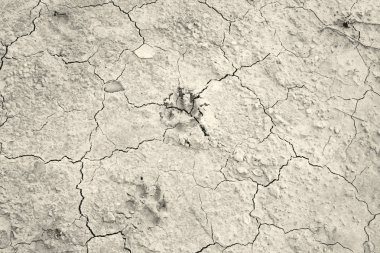 Köpek ayak izleri çatlaklar