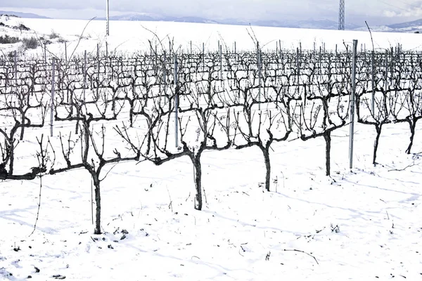 Snöiga träd vingård — Stockfoto