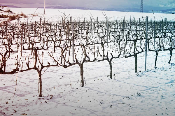 Snöiga träd vingård — Stockfoto