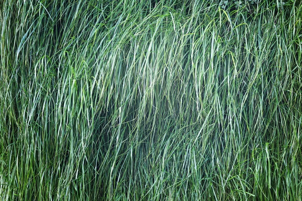Natura pionowy trawnik — Zdjęcie stockowe