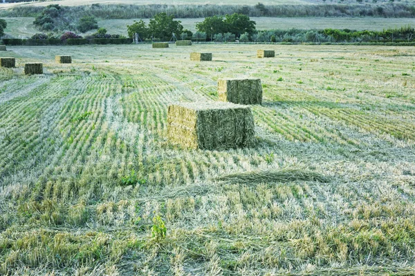 Bales in Field — Stock Photo, Image