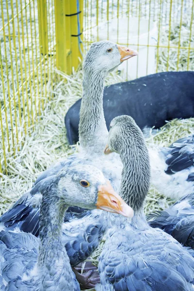 Geese in haystack — Stock Photo, Image
