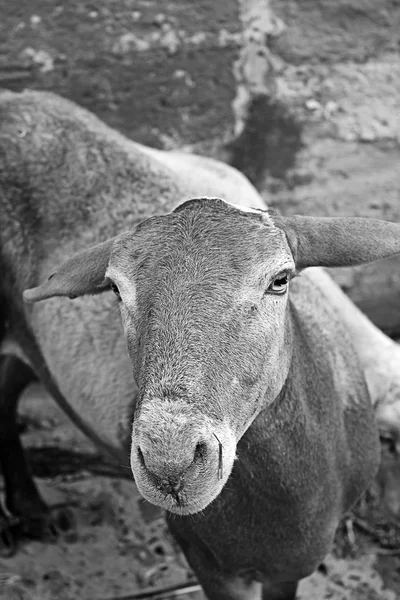 Młodych koziego gospodarstwa — Zdjęcie stockowe