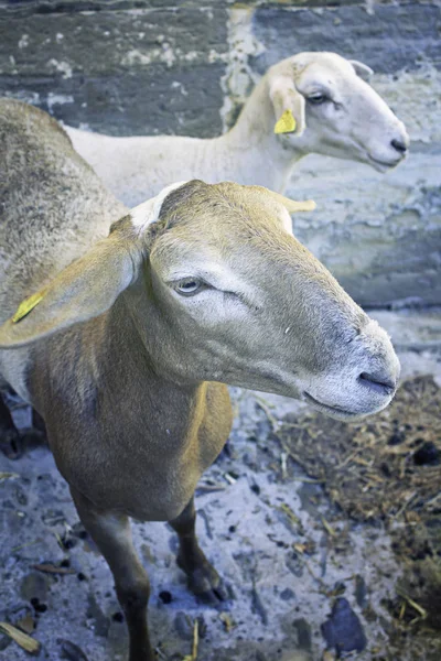 Chèvres à la ferme — Photo