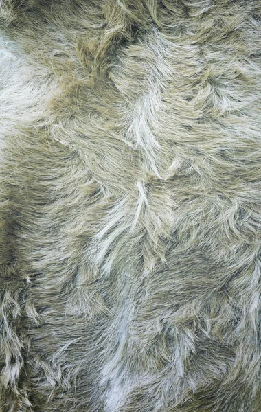 Goat skins brown — Stock Photo, Image