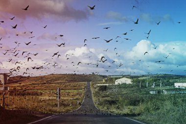 Migrating birds road clipart