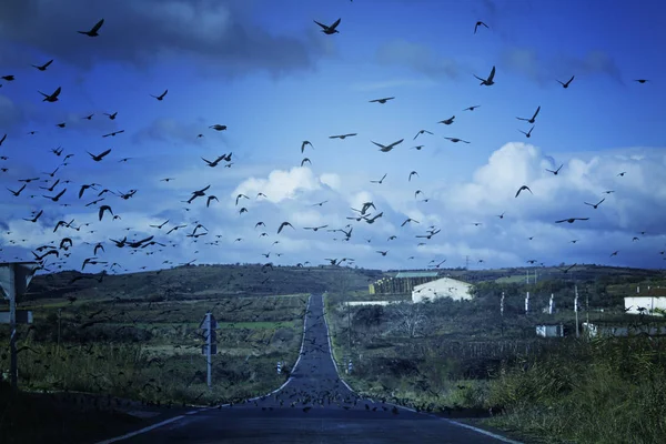 移行鳥道 — ストック写真