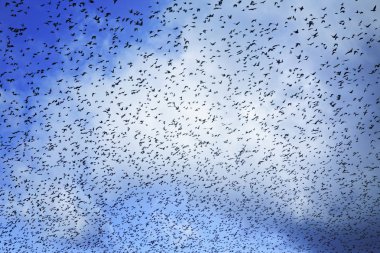 Gökyüzü göç kuşlar