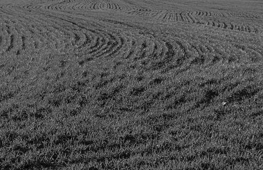 Gozlerime tarım arazisi içinde