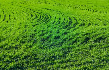 Gozlerime tarım arazisi içinde