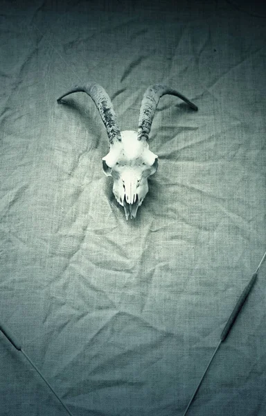 Skull with horns — Stock Photo, Image