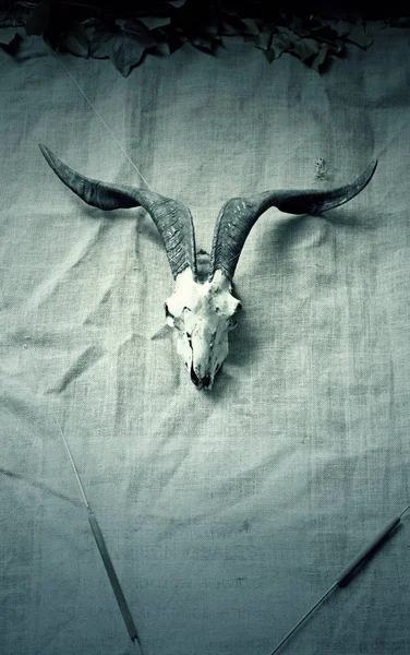 Koza biała czaszka — Zdjęcie stockowe