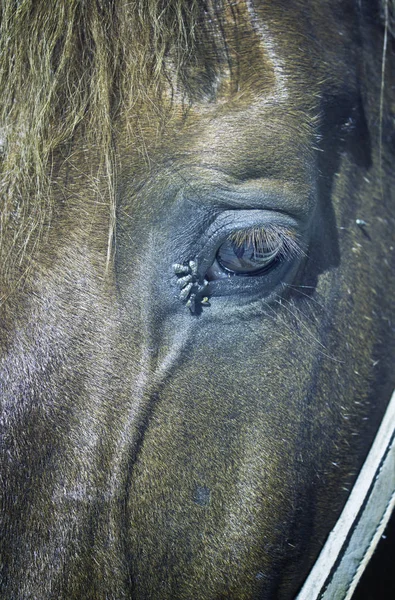 Hnědý kůň kůže — Stock fotografie