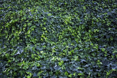 Yaprakları yapraklı park