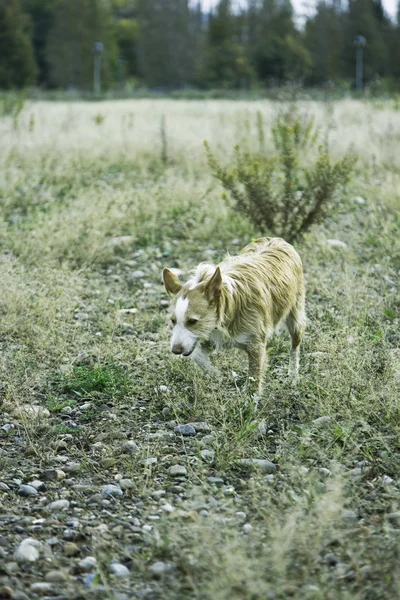Hund promenader fält — Stockfoto