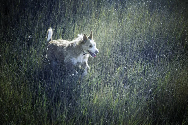 Chien dans le champ — Photo