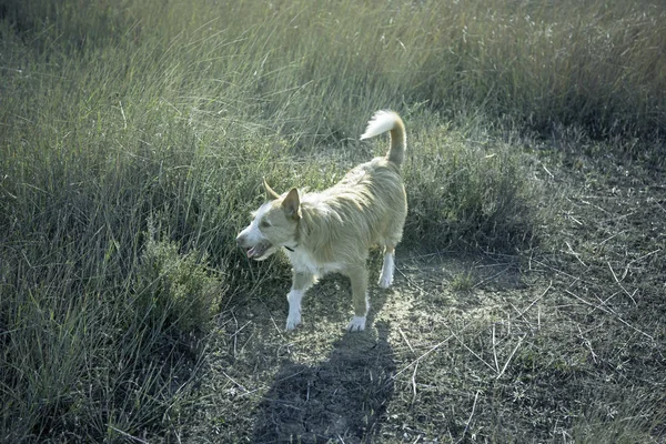 Hunting dog field — Stock Photo, Image