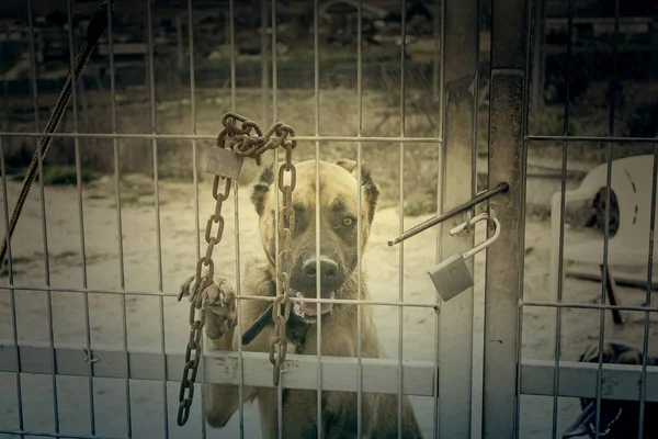 Cão triste boxer — Fotografia de Stock