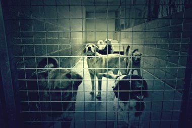 Üzgün terk edilmiş köpekler