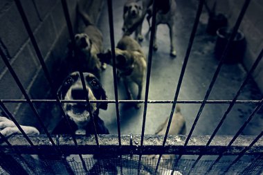 Üzgün terk edilmiş köpekler