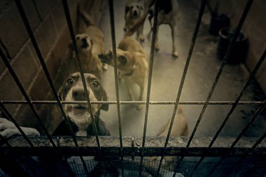 Üzgün terk edilmiş köpekler