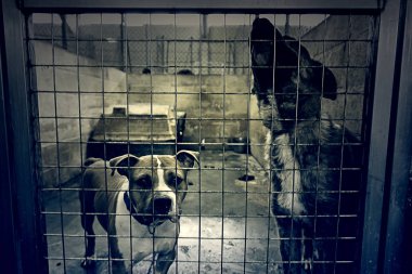 Üzgün terk edilmiş köpekler