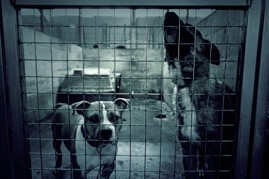 Üzgün terk edilmiş köpekler