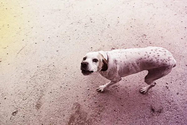 Attentive dog field — Stock Photo, Image