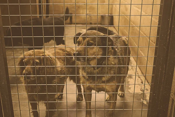 Θλιβερή εγκαταλελειμμένοι σκύλοι — Φωτογραφία Αρχείου
