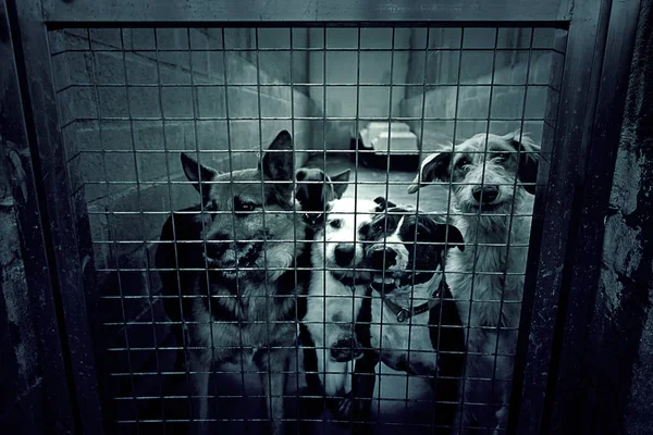 Traurige verlassene Hunde — Stockfoto