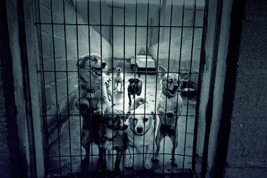 Üzgün terk edilmiş köpekler