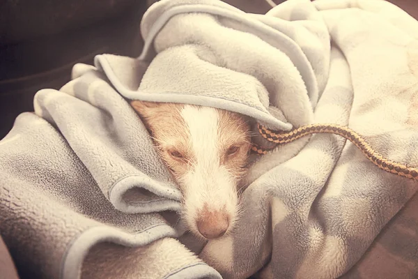 Perro mantas coche — Foto de Stock