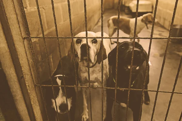 Triste cães abandonados — Fotografia de Stock