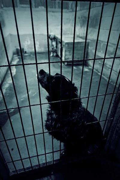 悲しい捨て犬 — ストック写真