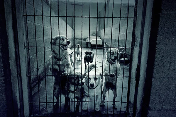 Üzgün terk edilmiş köpekler