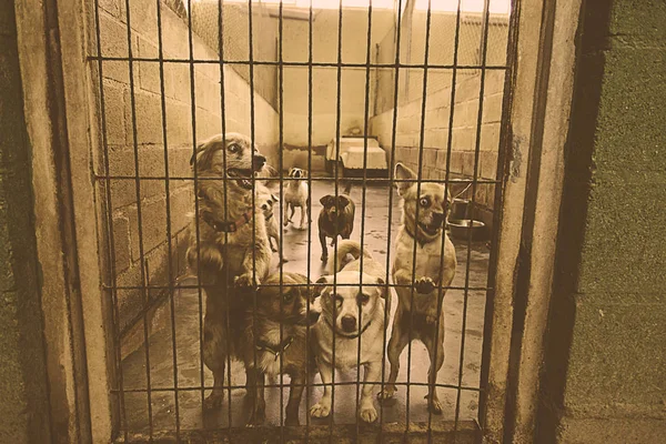 Triest achtergelaten honden — Stockfoto