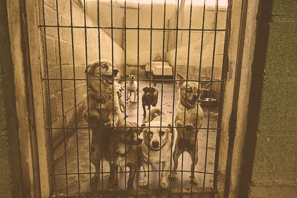 Triste perros abandonados — Foto de Stock